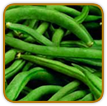 Non-Hybrid Bean Seed | Seeds of Life