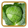Non-Hybrid Cabbage Seed | Seeds of Life