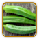 Non-Hybrid Okra Seed | Seeds of Life