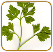 Non-Hybrid Parsley Seed | Seeds of Life