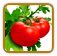 Non-Hybrid Tomato Seed | Seeds of Life