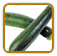 Non-Hybrid Zucchini Seed | Seeds of Life