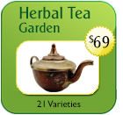 Herbal Tea Seeds | Non-Hybrid Open Pollinated & Heirloom Tea Seeds